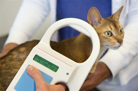 Microchipping Your Cat 